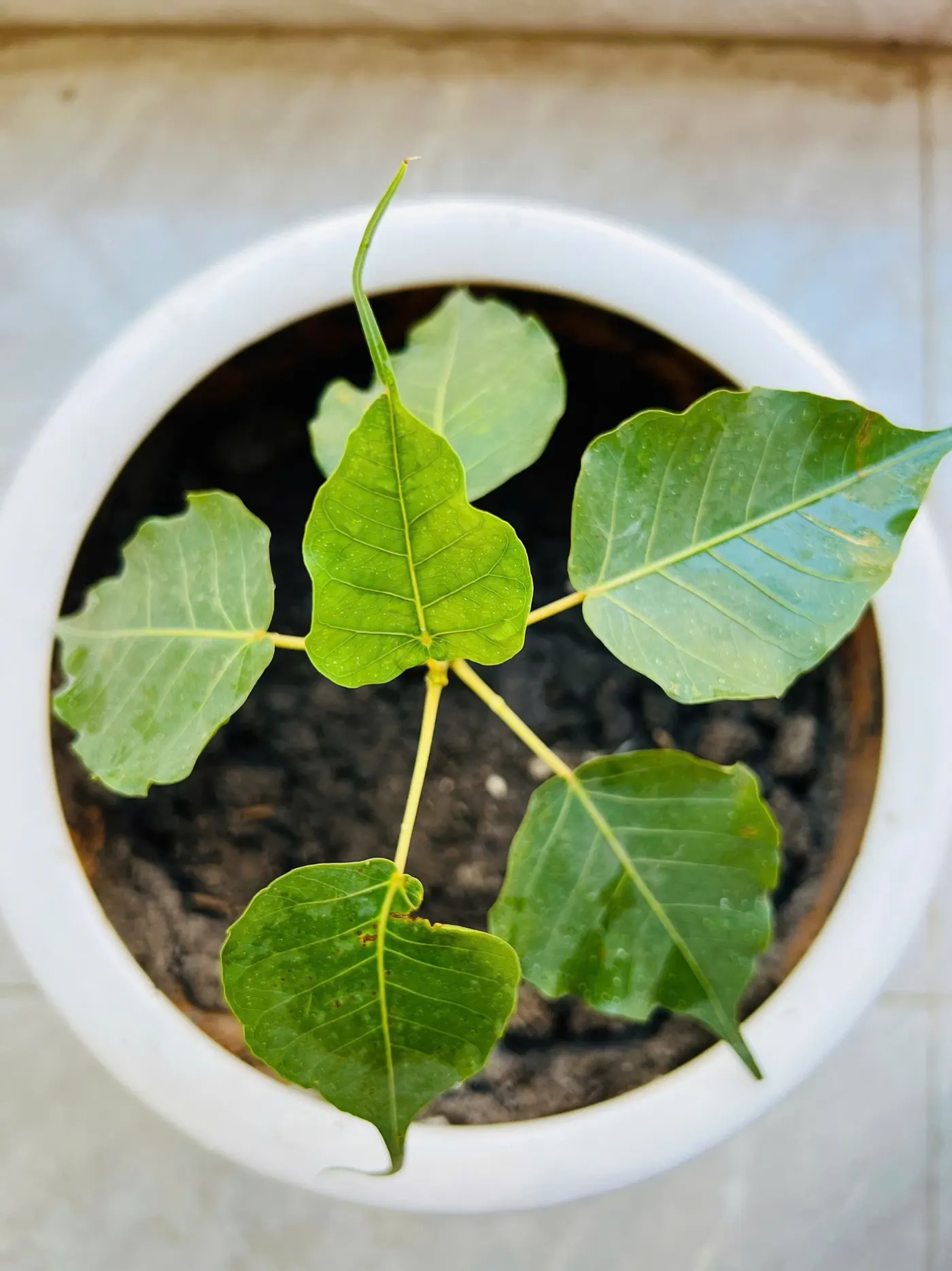 Cây Bồ Đề non gieo từ hạt Cây Đại Bồ Đề